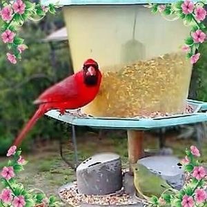 Meet your Posher, Robin